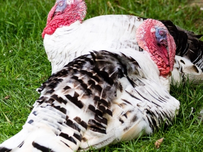 Ronquières turkey - De Zonnegloed - Animal park - Animal refuge centre 